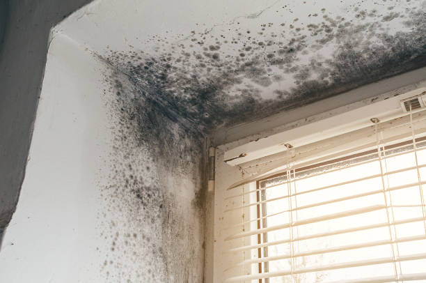 Affordable Mold Remediation solutions in Lincoln Park, CO
